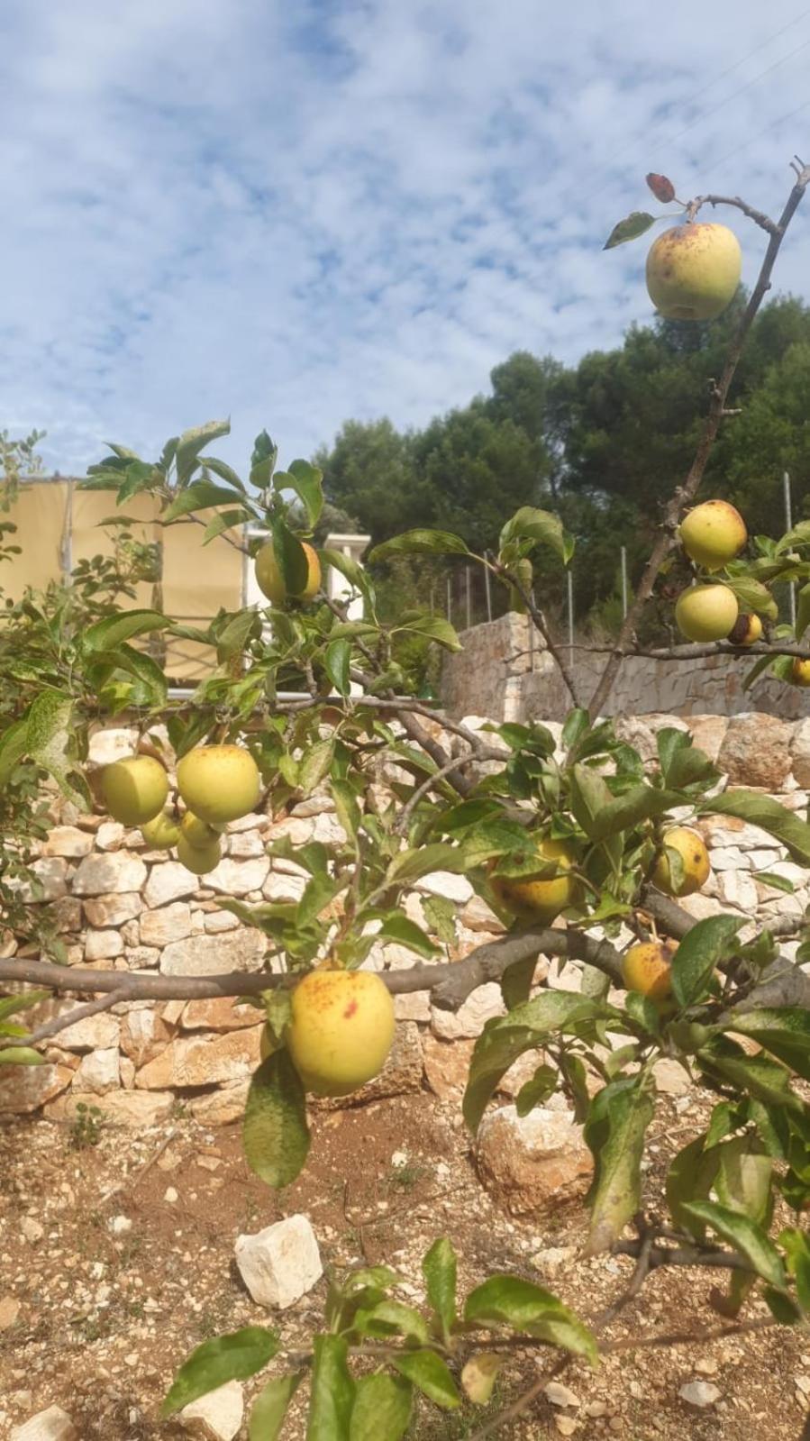 Villa Trulli Vittoria Fasano Esterno foto